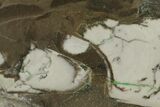 Polished Mesoproterozoic Stromatolite - Siberia #180034-1